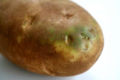 green-potato-1.jpg