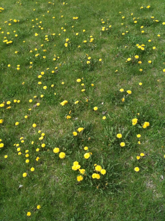 dandelions1