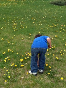 dandelions2
