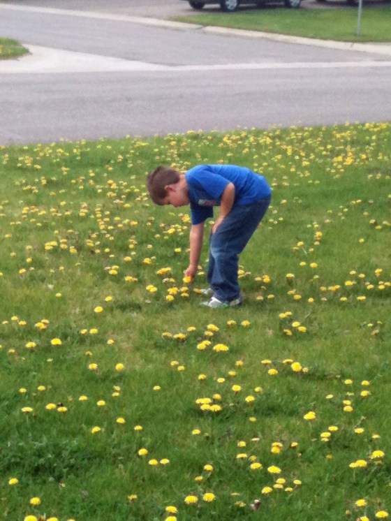 dandelions3