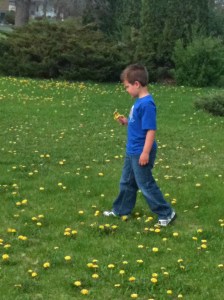 dandelions5