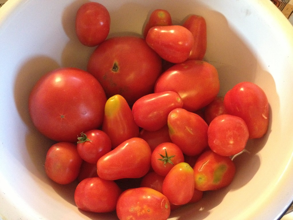Yummy tomatoes picked from our garden